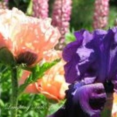 Maxine Aspinall Waith