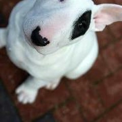 Edson Emmanuel Castillo