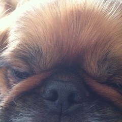 susie.linden@gmail.com