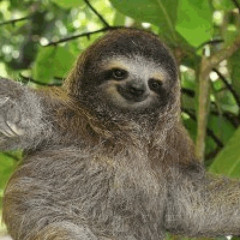 Slothman