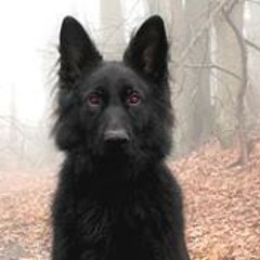 Johny Devildog Hewitt