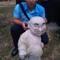 Lih Seeng