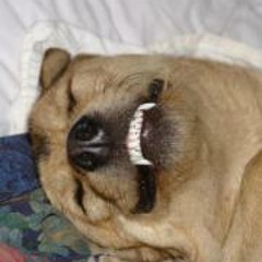 Portraitgirl Robbins