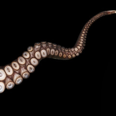 Beringei
