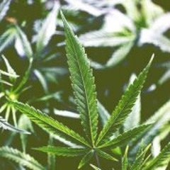 Juan Carlos Morales 11