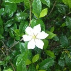 TVGame's Horror sound(TVゲームのホラー風サウンド)