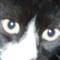da mac kat