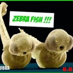Deana Zebrafish