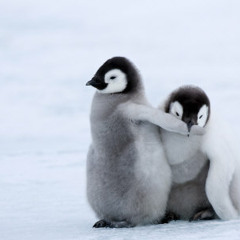 Johnny and The Penguins