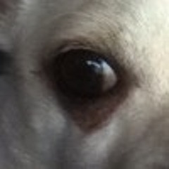 eye of the chihuahua