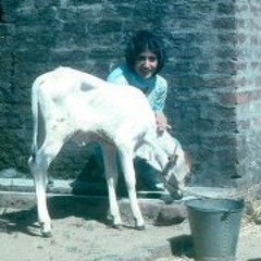 Genda Phool