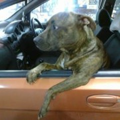 sirsprinter