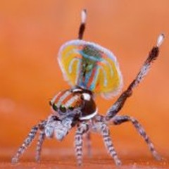 Dan Mosqueteiro Zilsel