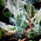 Trich0me