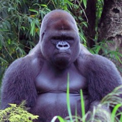 GORILLABULL