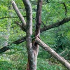 M Chelle Renee Fleming