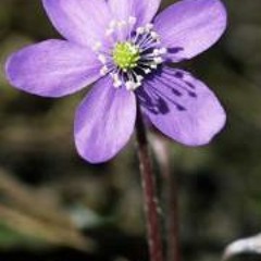 Fred Alan Ponthieux 1