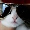 Cat Look