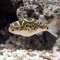 puffer fish