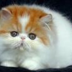 Nabilah Awliyah Yusoff