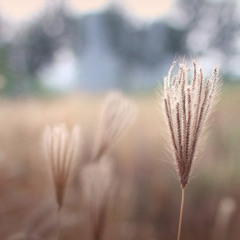 SoundWillage