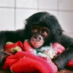 Grégoire de Courtivron