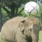 Elephant Header