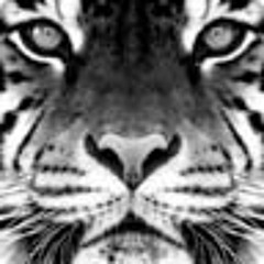 Coolcat2019