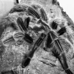 Ťáťa Saša Kókaiová