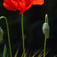 Stephanie Flipper Ces Moi