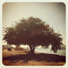 La Sirena Morena 🧜🏽‍♀️