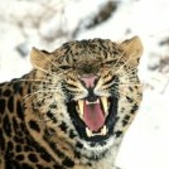 Cheetah Leunam
