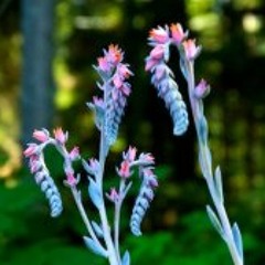 Jelena Micic Johannsson