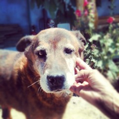 Cliffton Lee Thompson