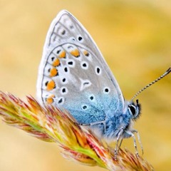 Tigrula