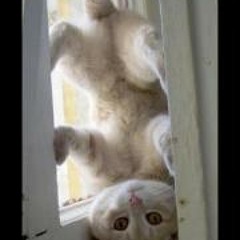 Alexandra Arnautovic