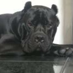 big-dog