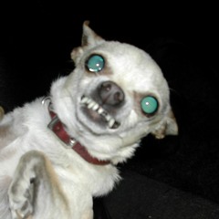 Dydyl