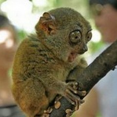 David Veterano Osborne