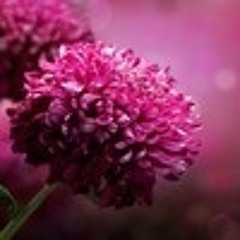 yolande_as
