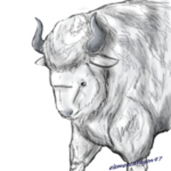 the white bison
