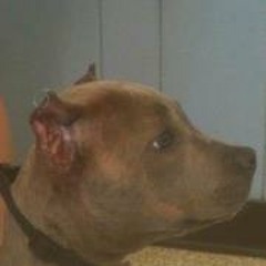 Killinois Kennels Bailey