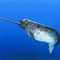 narcolepticnarwhal
