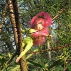 Petal Weaver