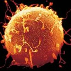 Vinicius de Mesquita