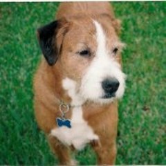 Lawrence N Cuccurullo