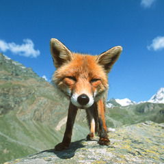Mortimer the Fox