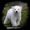 polartt