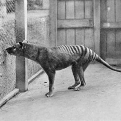 Bing Species