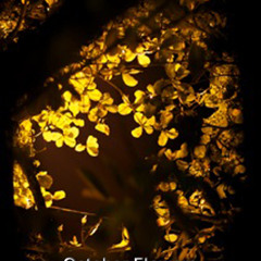 October Flowers 2012